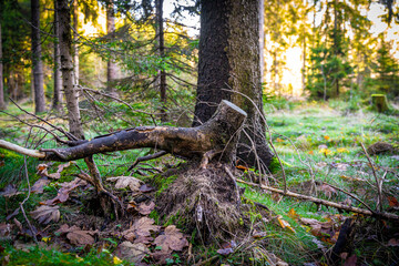 enchanting forest life in the Waldviertel Austria