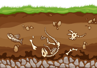Soil layers with bones. Surface horizons with fossil reptile skeleton, upper layer of earth structure with mixture of organic matter, minerals. Buried lizard bones in dirt and underground clay layer © the8monkey