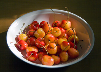 A bowl of Ranier cherries in the sun. - 392492322