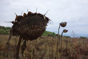 Dry Sunflowers