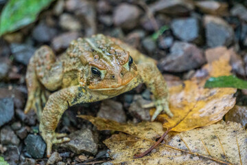Toad at Whitefish Island Indian Reserve in Sault Ste Marie, Ontario