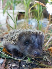 hedgehog in the garden