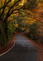 Fototapeta na wymiar A road into the woods in the fall season, Geres National Park, Portugal.