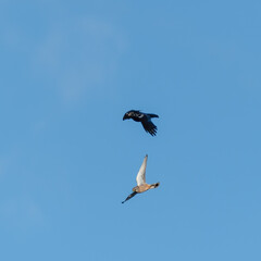 European Kestrel Being Chased by a Crow
