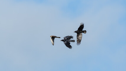 European Kestrel Being Chased by Two Crows