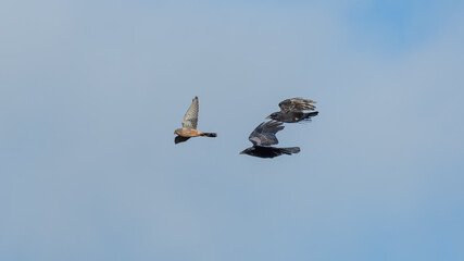 European Kestrel Being Chased by Two Crows