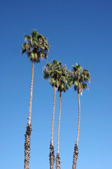 Four very high California fan palm trees under blue sky