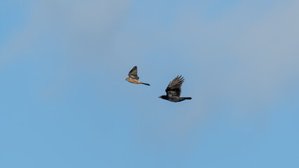 European Kestrel Being Chased by a Crow