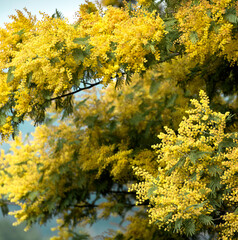 YELLOW FLOWERS (MIMOSA) ON TREES