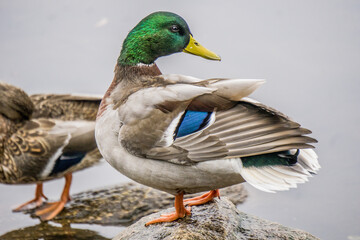 Mallard duck at Whitefish Island Indian Reserve in Sault Ste Marie, Ontario
