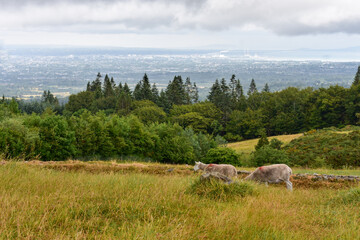 Sheep in Countryside Overlooking Dublin City