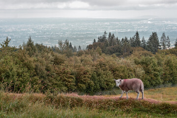 Fototapeta premium Sheep in Countryside Overlooking Dublin City