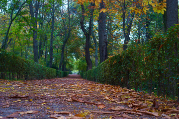 krajobraz drzewa liście natura jesień park