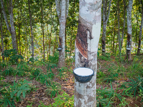 Rubber tree and bowl filled with latex. Natural rubber latex extracted from tree and collected in a bowl. Agriculture industry plantation in Asia.