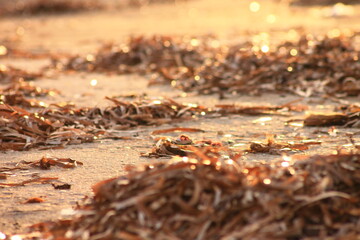 autumn leaves on the ground