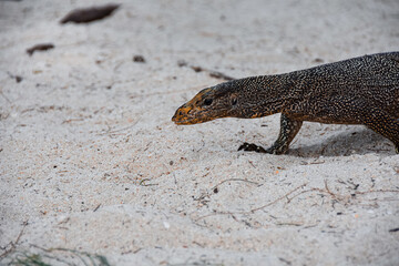 Asian monitor lizard on the move in the white sand