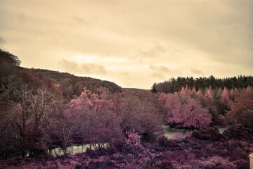 Obraz premium Abstract Nature, Purple Forest, Ireland