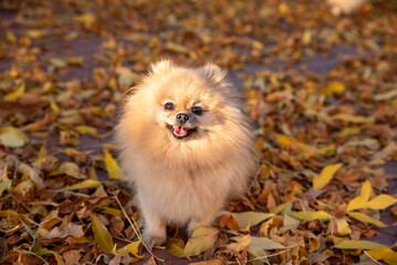 Cute pomeranian spitz walks on yellow leaves in an autumn park
