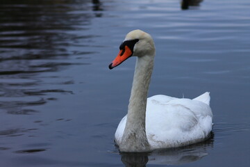 swan on the lake