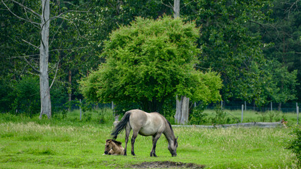 horse , colt , gras , green , village , mammal ,  © karol