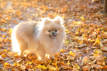 Small cute pomeranian spitz walks on yellow leaves in an autumn park. Pomeranian spitz for a walk in the autumn park. Dog on the street.