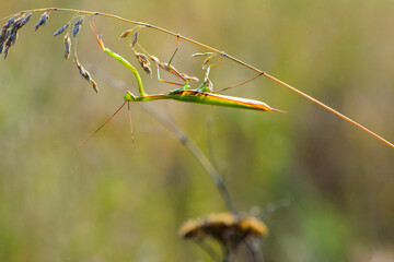 Close-up of green praying mantis on dry grass