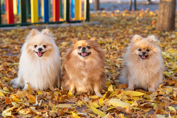 Cute pomeranian spitz Dog family walks on yellow leaves in an autumn park