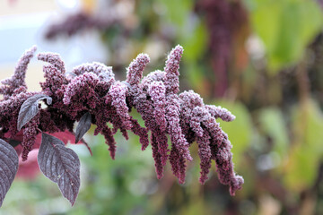 Flower, Hopi Red Eye Amaranth in frost