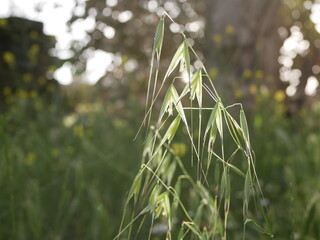 Young green ears of oats against the background of trees on a sunny spring day. Growing healthy vegetarian products on the farm.