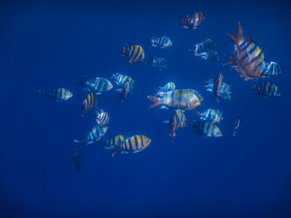 deep blue sea water and lot of indopazific sergeant fishes