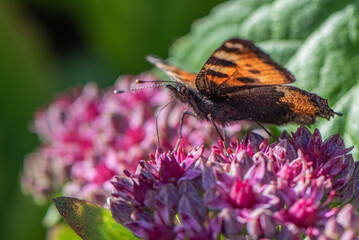 butterfly on flower