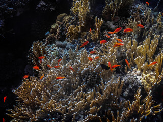 Fototapeta na wymiar little orange fishes at corals on the seabed