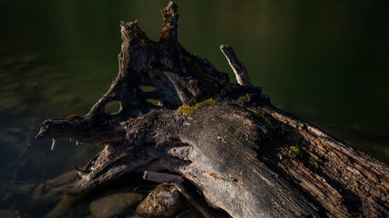 Baumstumpf im Wasser in Form eines Drachenkopfs