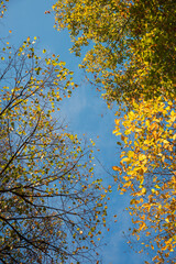 tree crown background, branches with autumnal beech leaves and blue sky
