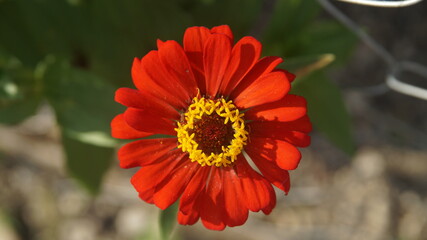 orange flower with dew drops
