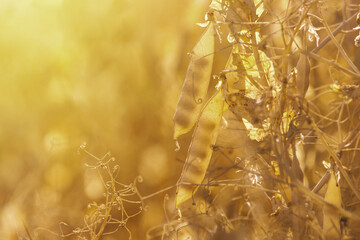 Rural landscape, banner - pea field in the rays of the summer sun, closeup with space for text - obrazy, fototapety, plakaty