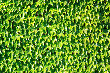 Summer deciduous background of the common ivy (Hedera helix) covering a stone wall, closeup in the rays of the sun