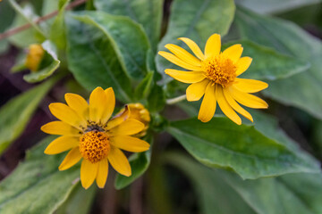 Macrophotographie de fleur jaune