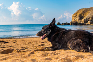 The black dog lies on the sandy seashore.