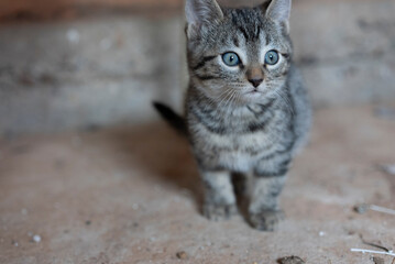 Cute Kitten Wandering Around an Abandoned Shed