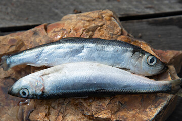 Two raw fish are lying on a rock with their heads in different directions. Symbol of the astrological sign of Pisces.