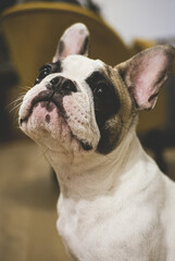 french bulldog puppy portrait