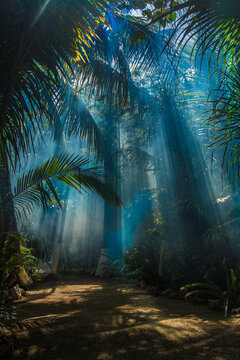 beautiful morning in tropical forest
