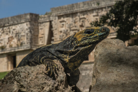 Iguana in ancient ruins of Maya city