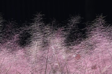 Muhlenbergia capilllaris / Poaceae evergreen grass
