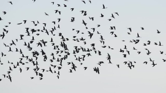 Flock Of Birds. Many birds are flying against the sky. Slow motion