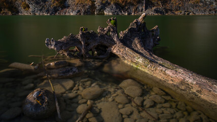 Baumwurzel im Wasser