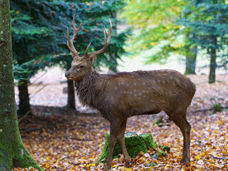 Hirsch