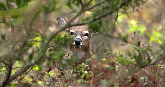 deer stares through a window of tree branches in closeup shot