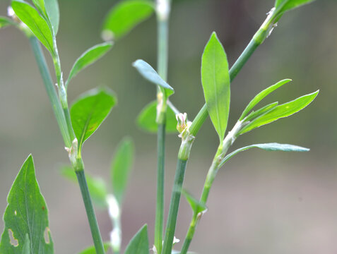 In spring, the green grass Polygonum aviculare grows